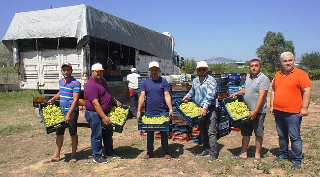 Superior Seedless Üzümünün İhracat Yolculuğu Başlıyor