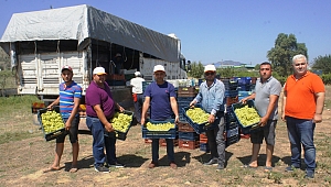 Superior Seedless Üzümünün İhracat Yolculuğu Başlıyor