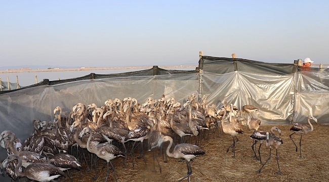 İzmir'de Yavru Flamingolar Halkalandı