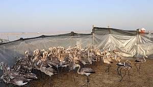 İzmir'de Yavru Flamingolar Halkalandı