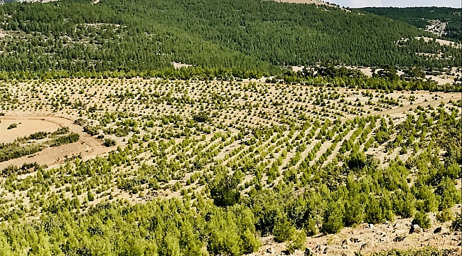 Orman Yangınlarında Kül Olan Alanlar, İmara Açılmayacak