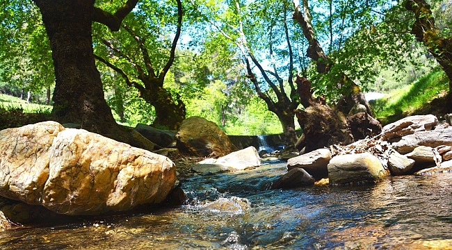 Torbalı Belediyesi'nden 'Börülce Festivali'