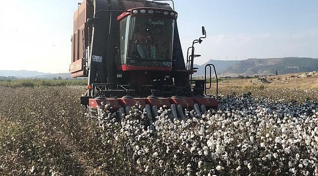 Foça Ovasında Pamukta Fiyat Krizi