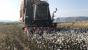 Foça Ovasında Pamukta Fiyat Krizi