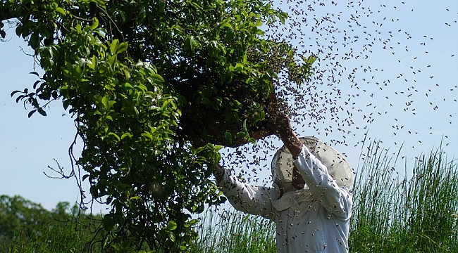 Tarım İlacı Arıları Öldürdü, Verim Düştü