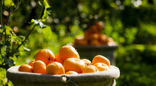 Satsuma Mandalinanın İhracat Yolculuğu Başlıyor