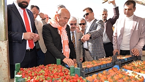 Karakılçık Buğdayı İzmir'in Ovalarına Geri Dönüyor