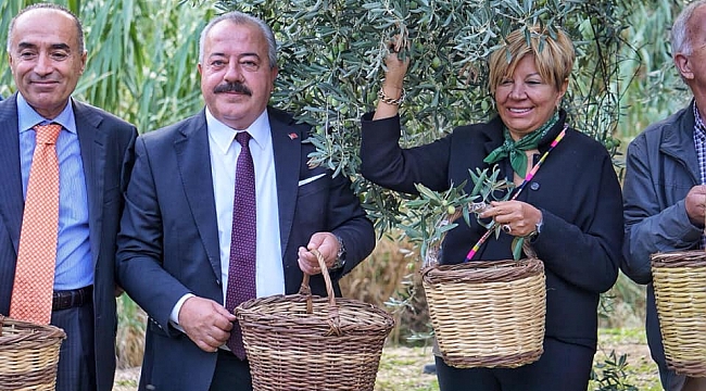 Tarladan Sofraya Zeytin'in Yolculuğu Başladı