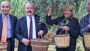 Tarladan Sofraya Zeytin'in Yolculuğu Başladı