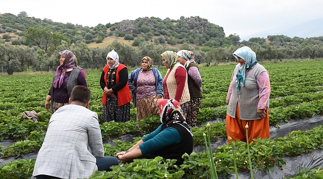 Menemen'de Tıbbı Bitkiler Üretiliyor