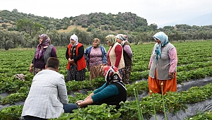 Menemen'de Tıbbı Bitkiler Üretiliyor