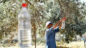 Tire'de Zeytin Sineğine Karşı Mücadele Başlatıldı