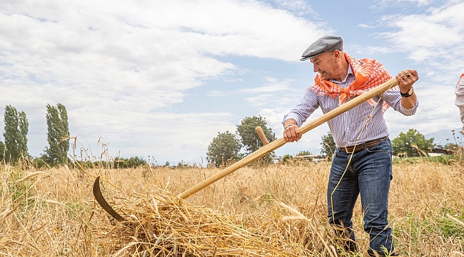İzmir'de Karakılçık Buğdayı Hasadı Yapıldı