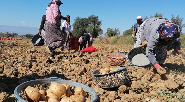 Ödemiş'te Patates Üreticisine Destek