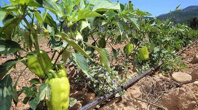 Buca'da Sürdürülen Tarım Üretimi Olumlu Sonuç Verdi