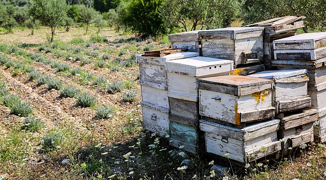 İzmir'de Lavanta Üretimi Artıyor