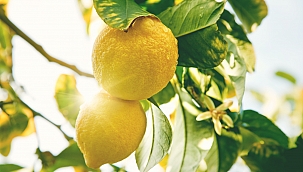 Limon İhracatında Ön İzin Şartı Kaldırıldı