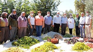 Hibrit Tohumlar Yerine Yerli Tohumlar Yetiştirilecek