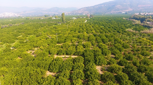 Mandalinanın Kalbi Tescillendi