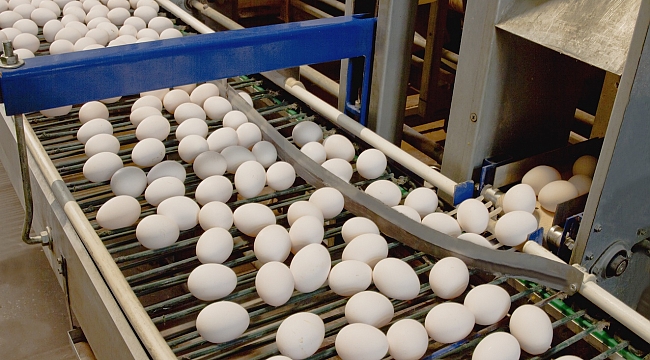 Yeni Nesil Yumurta Konveyör Sistemi