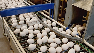 Yeni Nesil Yumurta Konveyör Sistemi