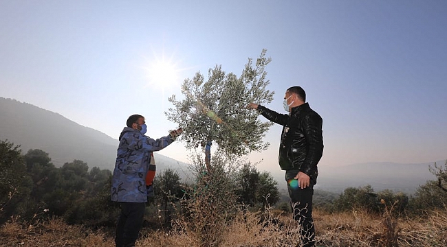 Yabani Zeytin Ağaçları Gelir Kaynağı Oldu