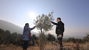 Yabani Zeytin Ağaçları Gelir Kaynağı Oldu