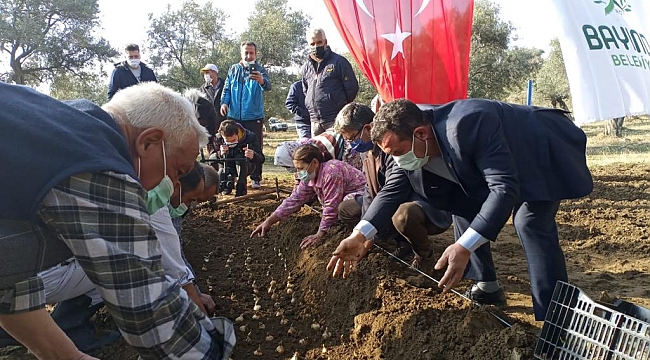 İzmir'de Nergis Üretimine Sürdürülebilirlik Sağlanacak