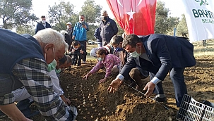 İzmir'de Nergis Üretimine Sürdürülebilirlik Sağlanacak