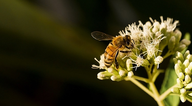Arıların Hayranlık Uyandıran Dünyası