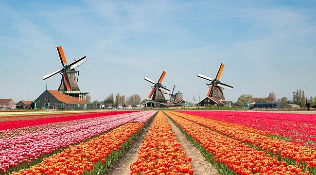 Hollanda'ya Yerleşme Başvuruları Artıyor 