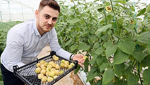 Altın çileğin 100 gramı 15 liradan satılıyor!