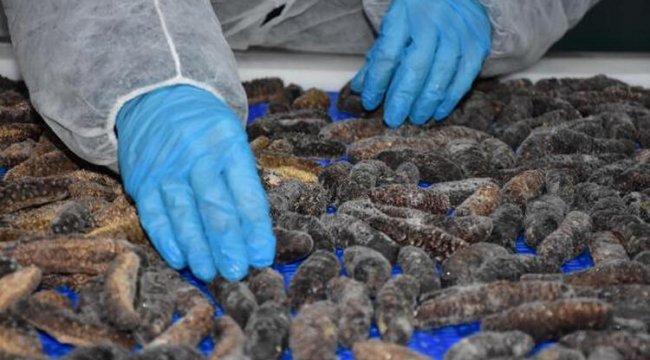 İzmir'de üretilen deniz patlıcanı ihraç ediliyor