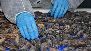 İzmir'de üretilen deniz patlıcanı ihraç ediliyor